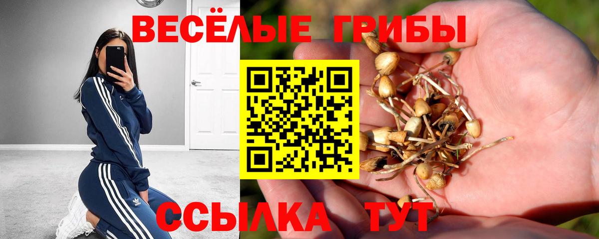 Псилоцибиновые грибы GOLDEN TEACHER  Псилоцибиновые грибы Cubensis  Вход с VPN  где продают наркотики  Котлас 